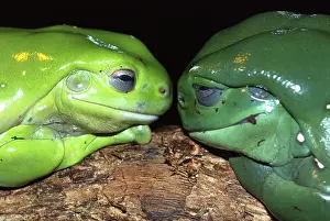 Kimberley: Magniificent / Splendid Tree Frog. Kimberley
