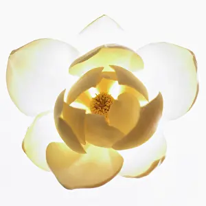 Grandiflora: Magnolia