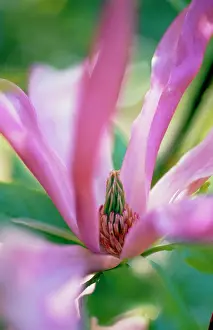 Stellata: Magnolia