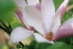 Saucer: Magnolia