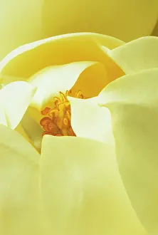 Grandiflora: Magnolia