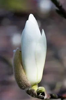 Superba: Magnolia