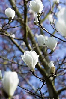 Superba: Magnolia