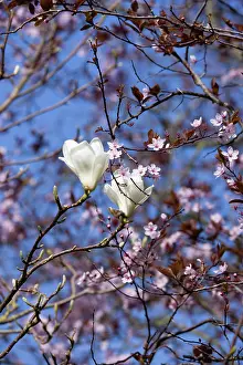 Superba: Magnolia