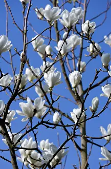 Superba: Magnolia