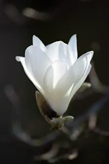 Superba: Magnolia