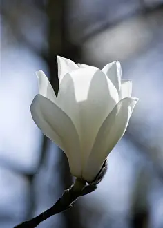 Superba: Magnolia