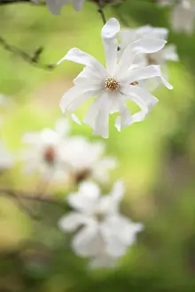 Stellata: Magnolia