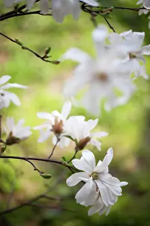 Stellata: Magnolia
