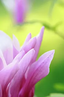 Jane: Magnolia