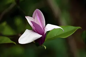 Minimal: Magnolia
