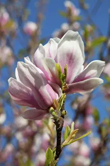 Saucer: Magnolia