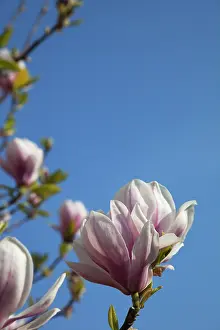 Saucer: Magnolia