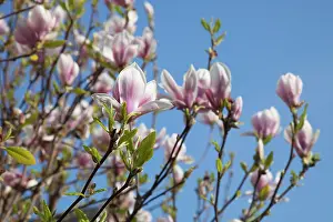 Saucer: Magnolia