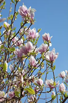 Saucer: Magnolia