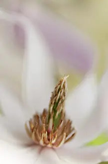 Loebneri: Magnolia