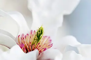 Concolor: Magnolia