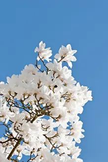 Columbus: Magnolia