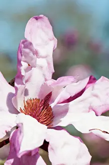 Eric: Magnolia