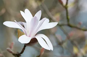 Condolence: Magnolia