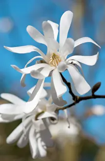 Stellata: Magnolia
