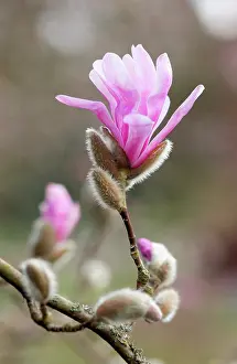 Loebneri: Magnolia