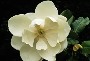 Magnolia: Magnolia