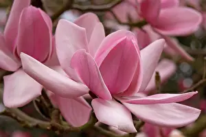 Magnolia: Magnolia