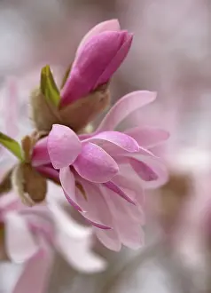 Leonard: Magnolia