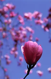 Magnolia: Magnolia