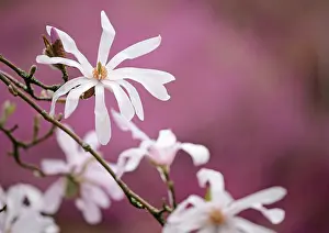 Leonard: Magnolia