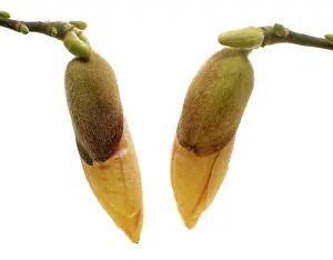 Magnolia: Magnolia