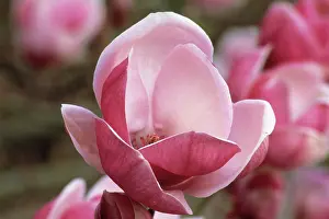 Soulangeana: Magnolia
