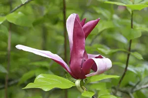 Saucer: Magnolia