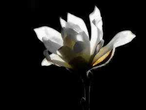 Stellata: Magnolia