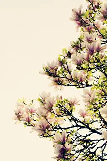 Magnolia: Magnolia