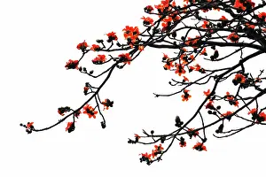 Magnolia: Magnolia