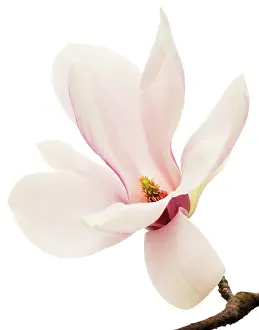 Magnolia: Magnolia