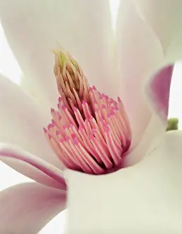 Magnolia: Magnolia