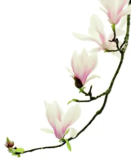 Saucer: Magnolia