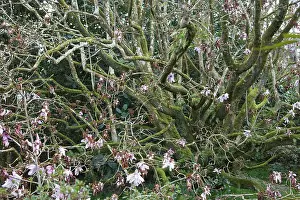 Magnolia: Magnolia