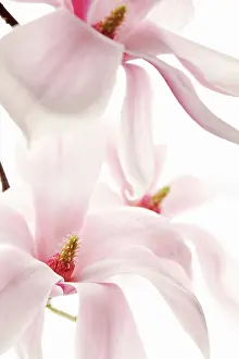 Soulangeana: Magnolia