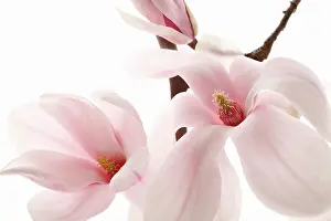 Soulangeana: Magnolia