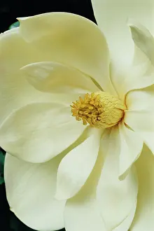 Magnolia: Magnolia