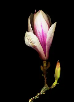 Magnolia: Magnolia
