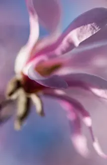 Carefree: Magnolia