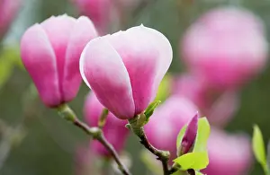 Saucer: Magnolia