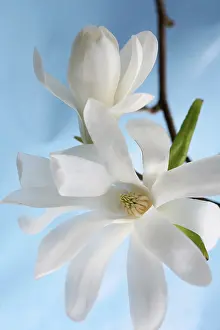 Stellata: Magnolia