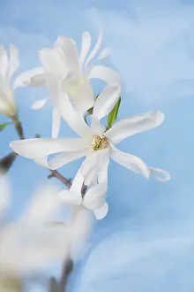 Stellata: Magnolia