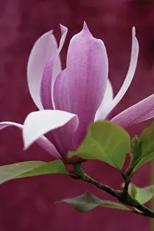 Saucer: Magnolia